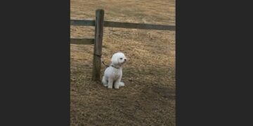 My Neighbors Moved Away and Left Their Little White Dog Tied to a Fence. For Three Weeks, He Watched the Front Door—Until the Day He Finally Started Wagging His Tail.