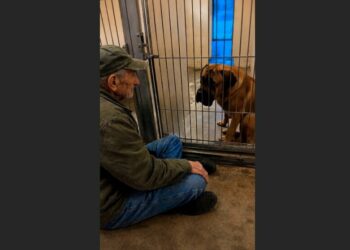 At 75, I Had Lived Alone for 14 Years After Losing My Wife. Then I Found a Forgotten Dog in the Last Kennel of a Shelter—and Three Weeks Later, He Finally Reached for My Hand.