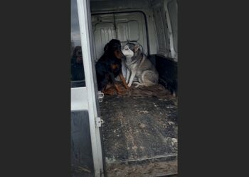 Two Dogs Stayed Beside Their Owner’s Bed for Three Days After He Died. When the Shelter Separated Them, Both Stopped Eating—Until a Family Arrived Looking for Just One Dog.