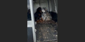 Two Dogs Stayed Beside Their Owner’s Bed for Three Days After He Died. When the Shelter Separated Them, Both Stopped Eating—Until a Family Arrived Looking for Just One Dog.