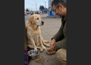 An Elderly Golden Labrador Was Abandoned at a Highway Gas Station With a Bowl of Water and an Old Blanket. He Kept Watching Every Passing Car—Until One Phone Call Revealed Who He Was Waiting For.