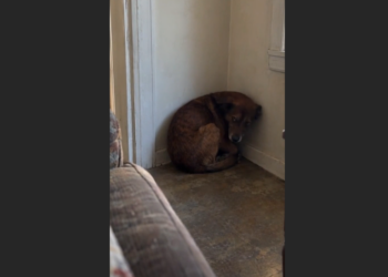 I Brought Home a Dog Who Had Spent Years Living in Fear. When She Wouldn’t Let Me Get Close, I Thought I’d Failed Her and Took Her Back to the Shelter. Nine Days Later, a Phone Call Changed Everything.