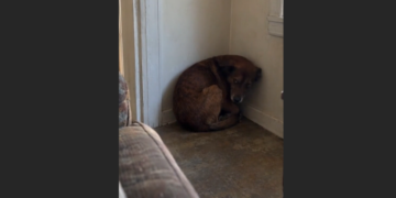 I Brought Home a Dog Who Had Spent Years Living in Fear. When She Wouldn’t Let Me Get Close, I Thought I’d Failed Her and Took Her Back to the Shelter. Nine Days Later, a Phone Call Changed Everything.