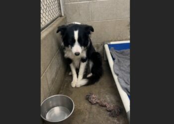 After Waiting 11 Months at the Shelter, a Border Collie Was Finally Adopted—Then Returned the Very Next Day. She Stopped Looking at Visitors Until an Elderly Widower Sat Outside Her Kennel and Said, “I’m Not in a Hurry.”