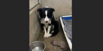After Waiting 11 Months at the Shelter, a Border Collie Was Finally Adopted—Then Returned the Very Next Day. She Stopped Looking at Visitors Until an Elderly Widower Sat Outside Her Kennel and Said, “I’m Not in a Hurry.”
