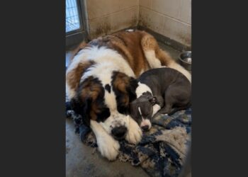 For Eight Years, Nobody Wanted to Adopt an Aging Saint Bernard. Then We Placed a Terrified Six-Month-Old Pit Bull Beside Him—and What Happened That Night Changed Both Their Lives.