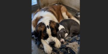 For Eight Years, Nobody Wanted to Adopt an Aging Saint Bernard. Then We Placed a Terrified Six-Month-Old Pit Bull Beside Him—and What Happened That Night Changed Both Their Lives.
