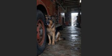 After My Firefighter Husband Died, Our German Shepherd Refused to Leave the Garage for 13 Days. Then My Son Followed the Dog to an Old Metal Locker—and Found Something His Father Had Hidden Years Ago.