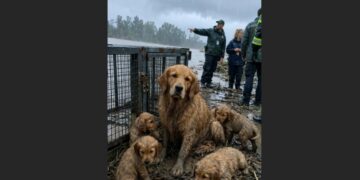 A Golden Retriever Mother Barked Desperately at Passing Cars During a Highway Storm. When a Truck Driver Finally Stopped, He Followed Her Beneath a Bridge—and Found Five Puppies Trapped in a Metal Cage.