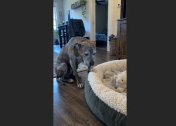 For Ten Years, Titan Had Lived at the End of a Chain. When I Brought Him Home and Showed Him a Soft Dog Bed, He Stood Beside It, Too Afraid to Lie Down.