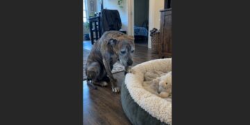 For Ten Years, Titan Had Lived at the End of a Chain. When I Brought Him Home and Showed Him a Soft Dog Bed, He Stood Beside It, Too Afraid to Lie Down.