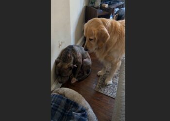 For Six Years, Rex Was Forced to Fight Other Dogs. After I Brought Him Home, He Hid in the Corner of My Living Room—Until My Neighbor’s Golden Retriever Did Something I Never Expected.