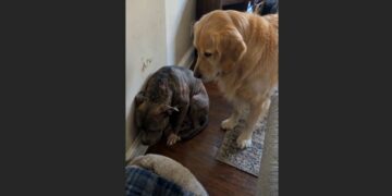 For Six Years, Rex Was Forced to Fight Other Dogs. After I Brought Him Home, He Hid in the Corner of My Living Room—Until My Neighbor’s Golden Retriever Did Something I Never Expected.