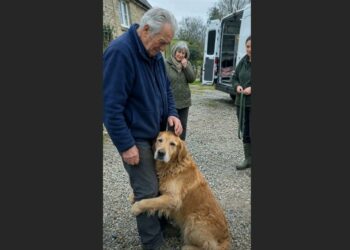 Three Months After We Lost Our Only Son, an Animal Shelter Called About a Stray Golden Retriever. His Microchip Was Registered to David—and What He Did in Our House Left Us Speechless.