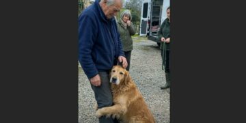 Three Months After We Lost Our Only Son, an Animal Shelter Called About a Stray Golden Retriever. His Microchip Was Registered to David—and What He Did in Our House Left Us Speechless.