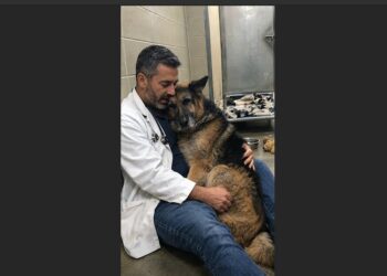 Every Morning Before My Hospital Shift, I Sat Beside an Elderly German Shepherd Who Had Lost His Closest Companion. For Six Days, He Would Barely Look at Me. On the Seventh, He Finally Came Closer.