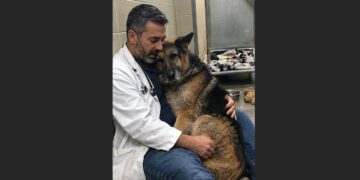Every Morning Before My Hospital Shift, I Sat Beside an Elderly German Shepherd Who Had Lost His Closest Companion. For Six Days, He Would Barely Look at Me. On the Seventh, He Finally Came Closer.