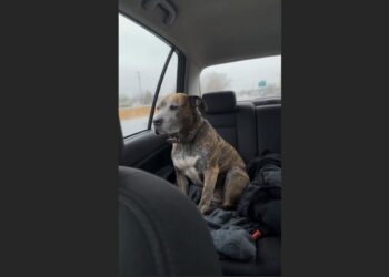 I Went to the Shelter Looking for a Young, Happy Dog. Instead, I Found a 13-Year-Old Pit Bull Who Had Spent Two Years Hiding in the Corner of His Kennel. What Happened After I Took Him Home Changed Both Our Lives.