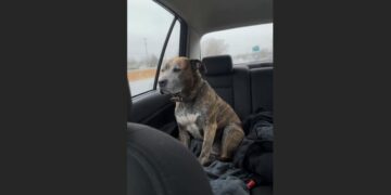 I Went to the Shelter Looking for a Young, Happy Dog. Instead, I Found a 13-Year-Old Pit Bull Who Had Spent Two Years Hiding in the Corner of His Kennel. What Happened After I Took Him Home Changed Both Our Lives.