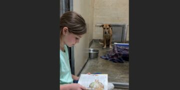 Every Thursday, a Little Girl Sat Outside the Kennel of a Dog Nobody Wanted and Read Him Stories. Her Family Couldn’t Adopt Him—But One Afternoon, the Frightened Dog Finally Came Forward.