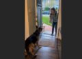 For Weeks, Cooper Slept Beside the Front Door, Waiting for the Little Girl Who Never Came Home. Then One Afternoon, He Heard a Voice He Had Been Missing.