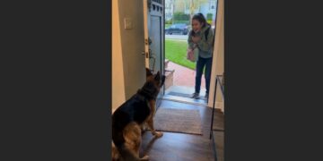 For Weeks, Cooper Slept Beside the Front Door, Waiting for the Little Girl Who Never Came Home. Then One Afternoon, He Heard a Voice He Had Been Missing.