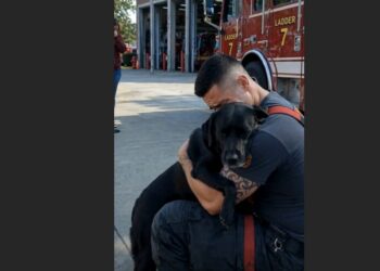 Two Months After a Firefighter Carried Him Out of a Burning House, a Rescued Black Lab Returned to the Station. The Moment He Saw the Man Who Saved Him, Everything Changed.