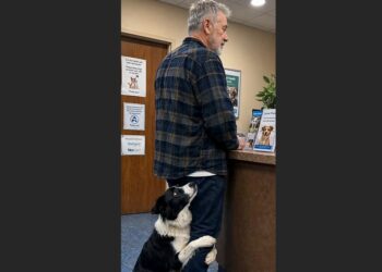 Three Weeks After Being Adopted, Milo Went to the Vet With His New Owner. When Ray Reached for His Wallet, the Rescue Dog Wrapped Both Paws Around His Leg—and Refused to Let Go.