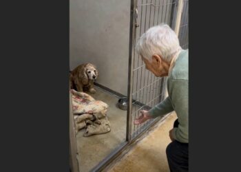 A 13-Year-Old Cocker Spaniel Had Barely Eaten Since His 84-Year-Old Owner Died. Then a Lonely Widow Knelt Outside His Kennel—and He Finally Came Forward.