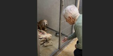 A 13-Year-Old Cocker Spaniel Had Barely Eaten Since His 84-Year-Old Owner Died. Then a Lonely Widow Knelt Outside His Kennel—and He Finally Came Forward.