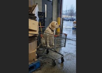 A Yellow Labrador Refused to Leave an Empty Shopping Cart Outside a Grocery Store. Four Days Later, Shelter Workers Found a Red Backpack That Revealed the Family He Had Been Missing for Almost a Year.