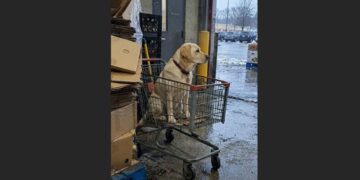 A Yellow Labrador Refused to Leave an Empty Shopping Cart Outside a Grocery Store. Four Days Later, Shelter Workers Found a Red Backpack That Revealed the Family He Had Been Missing for Almost a Year.