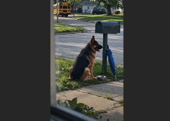 Every Afternoon at 3:26, a German Shepherd Waited Beside a Mailbox for a School Bus. The Family He Was Waiting For Had Moved Away Months Ago—But He Kept Coming Back.