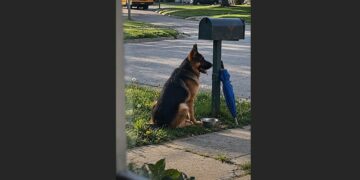 Every Afternoon at 3:26, a German Shepherd Waited Beside a Mailbox for a School Bus. The Family He Was Waiting For Had Moved Away Months Ago—But He Kept Coming Back.