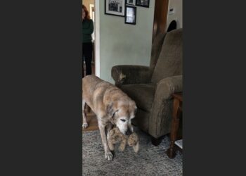 For 12 Years, Toby Brought His Favorite Stuffed Rabbit to Frank Every Evening. After Frank Was Gone, the Old Dog Carried It to His Empty Chair One Last Time.