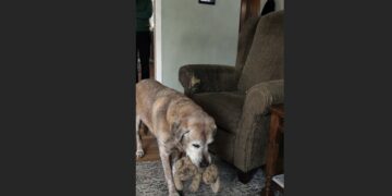 For 12 Years, Toby Brought His Favorite Stuffed Rabbit to Frank Every Evening. After Frank Was Gone, the Old Dog Carried It to His Empty Chair One Last Time.