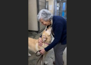 For 126 Days, Ben Hid at the Back of His Shelter Kennel While Families Walked Past. Then a Widow Who Had Spent Two Years Living Alone Sat Down Outside His Door—and Kept Coming Back.