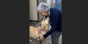 For 126 Days, Ben Hid at the Back of His Shelter Kennel While Families Walked Past. Then a Widow Who Had Spent Two Years Living Alone Sat Down Outside His Door—and Kept Coming Back.