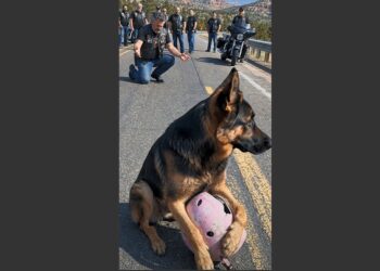 Seven Bikers Stopped for a Starving Dog Holding a Little Girl’s Pink Helmet in the Middle of a Highway. What They Found 20 Feet Below the Road Left Them Speechless.