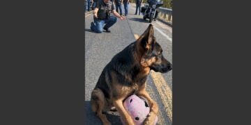 Seven Bikers Stopped for a Starving Dog Holding a Little Girl’s Pink Helmet in the Middle of a Highway. What They Found 20 Feet Below the Road Left Them Speechless.