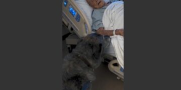 After 15 Years as a Nurse, I Thought I’d Seen Every Kind of Goodbye. Then an 84-Year-Old Dying Man Reached for His Dog at 2 A.M. and Whispered Four Words I’ll Never Forget.