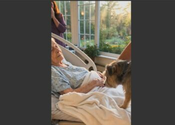 For Nine Days, My 79-Year-Old Mother Refused Every Bite of Food as Cancer Took Its Toll. Then We Brought Her Old Dog to Her Hospice Bed, and She Did Something We Thought We’d Never See Again.