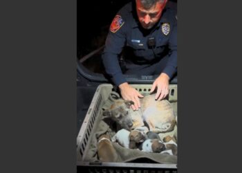 I Pulled Over a Drunk Driver and Heard a Faint Whimper Coming From His Trunk. Inside Was a Starving Mother Dog Protecting Four Puppies—and Ten Years Later, I Still Remember Her Eyes.