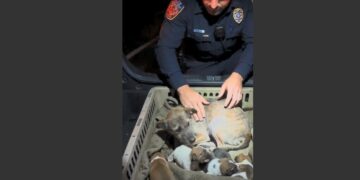 I Pulled Over a Drunk Driver and Heard a Faint Whimper Coming From His Trunk. Inside Was a Starving Mother Dog Protecting Four Puppies—and Ten Years Later, I Still Remember Her Eyes.