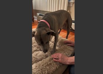 For Eleven Years, Boone Lived on a Six-Foot Chain in a Bare Tennessee Yard. The First Night He Was Given a Soft Bed, the Old Dog Stood Beside It Trembling, Until One Gentle Woman Showed Him It Was His.