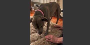 For Eleven Years, Boone Lived on a Six-Foot Chain in a Bare Tennessee Yard. The First Night He Was Given a Soft Bed, the Old Dog Stood Beside It Trembling, Until One Gentle Woman Showed Him It Was His.