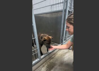 Buster Had Been Returned to the Shelter Four Times in Two Years. When a Woman Took Him for a Walk, He Sat on Her Feet and Refused to Let Her Say Goodbye.