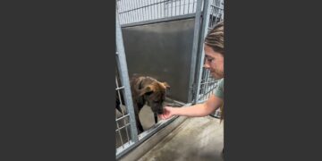 Buster Had Been Returned to the Shelter Four Times in Two Years. When a Woman Took Him for a Walk, He Sat on Her Feet and Refused to Let Her Say Goodbye.