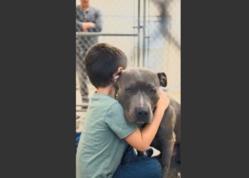 My Six-Year-Old Autistic Son Had Never Hugged Me or His Father. Then He Met a Scarred Pit Bull Who Had Refused Human Touch for 18 Months, and Something Happened That Neither of Us Was Prepared For.