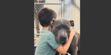 My Six-Year-Old Autistic Son Had Never Hugged Me or His Father. Then He Met a Scarred Pit Bull Who Had Refused Human Touch for 18 Months, and Something Happened That Neither of Us Was Prepared For.
